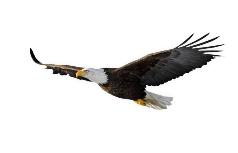 United States of America's Eagle